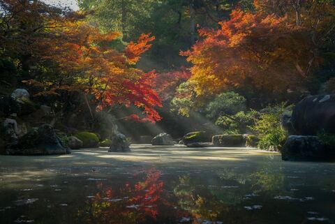 Tofuku-ji maples